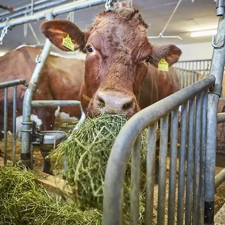 Bauernhof Oberschwarzach سالباخ هينترغليم