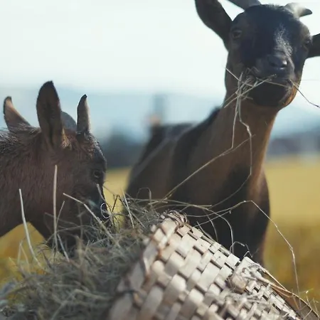 Bauernhof Oberschwarzach Saalbach-Hinterglemm