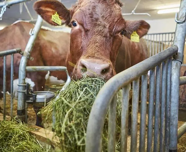 Bauernhof Oberschwarzach Saalbach-Hinterglemm